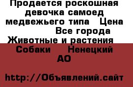 Продается роскошная девочка самоед медвежьего типа › Цена ­ 35 000 - Все города Животные и растения » Собаки   . Ненецкий АО